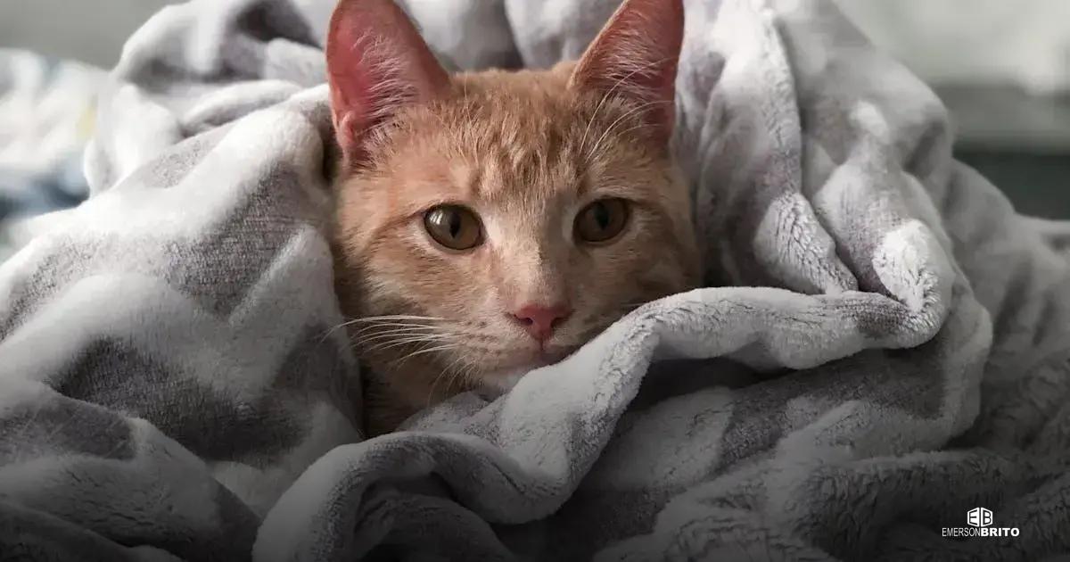Após a mudança: Organizando sua nova casa em Campo Grande MS